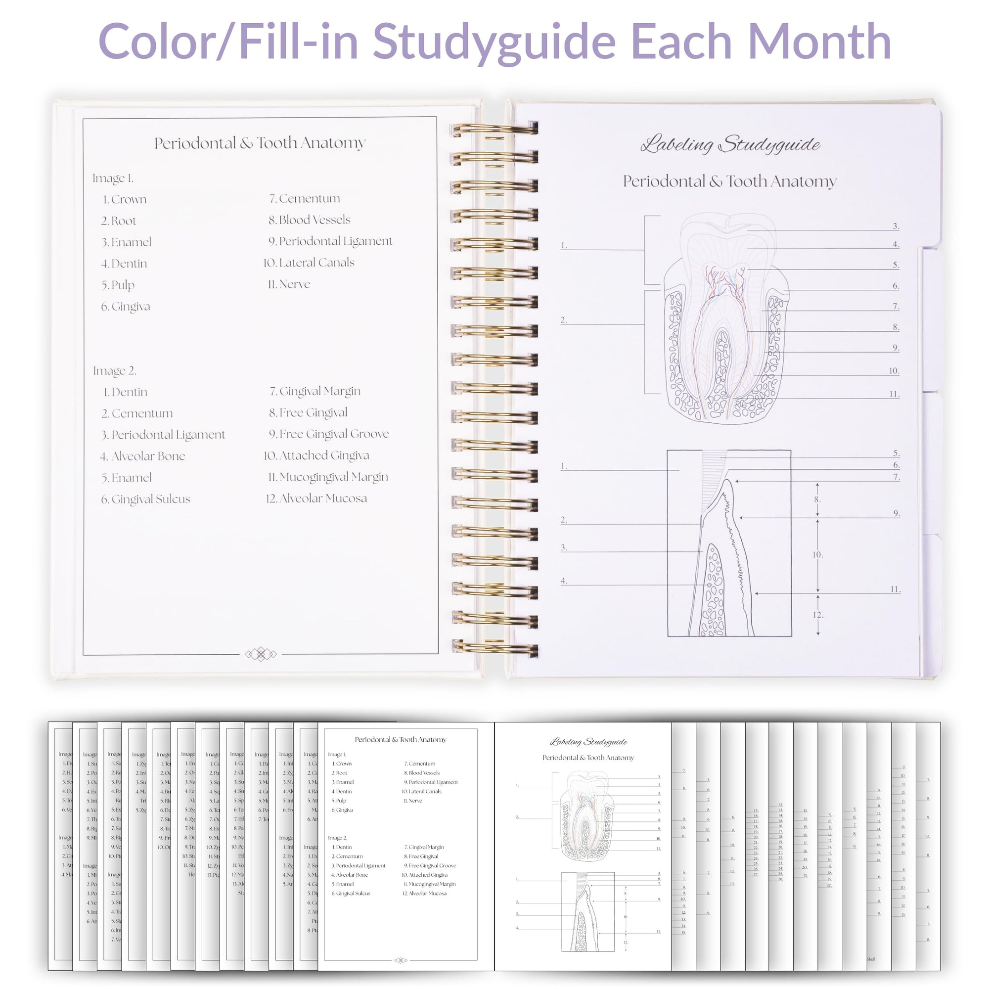 The Ultimate Dental Hygiene Student Planner (Undated) - inspireRDH